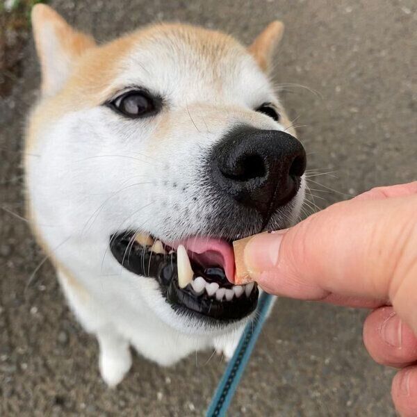 おやつをもらう福丸くん