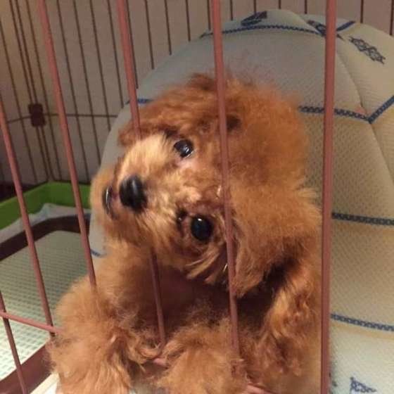 ケージに入るトイ・プードル