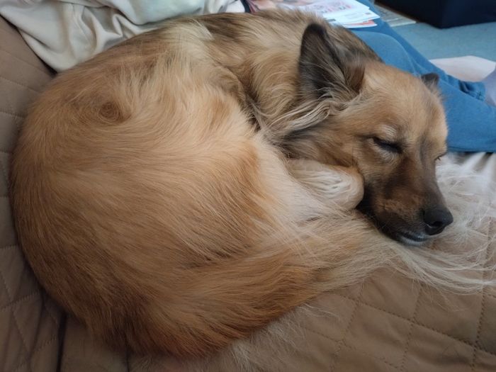 ぐっすりと眠るくーちゃん 安心している様子が伝わってくる