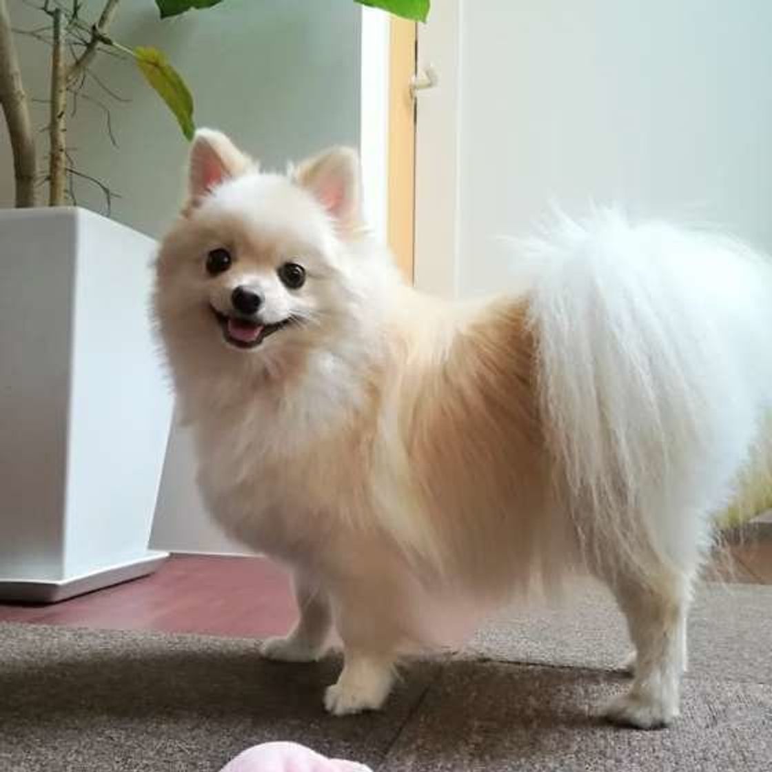 犬のしっぽの役割って 多種多様な犬のしっぽの魅力にせまる いぬのきもちweb Magazine 犬のしっぽの役割って 多種多様な犬のしっぽの魅力にせまる いぬのきもちweb Magazine
