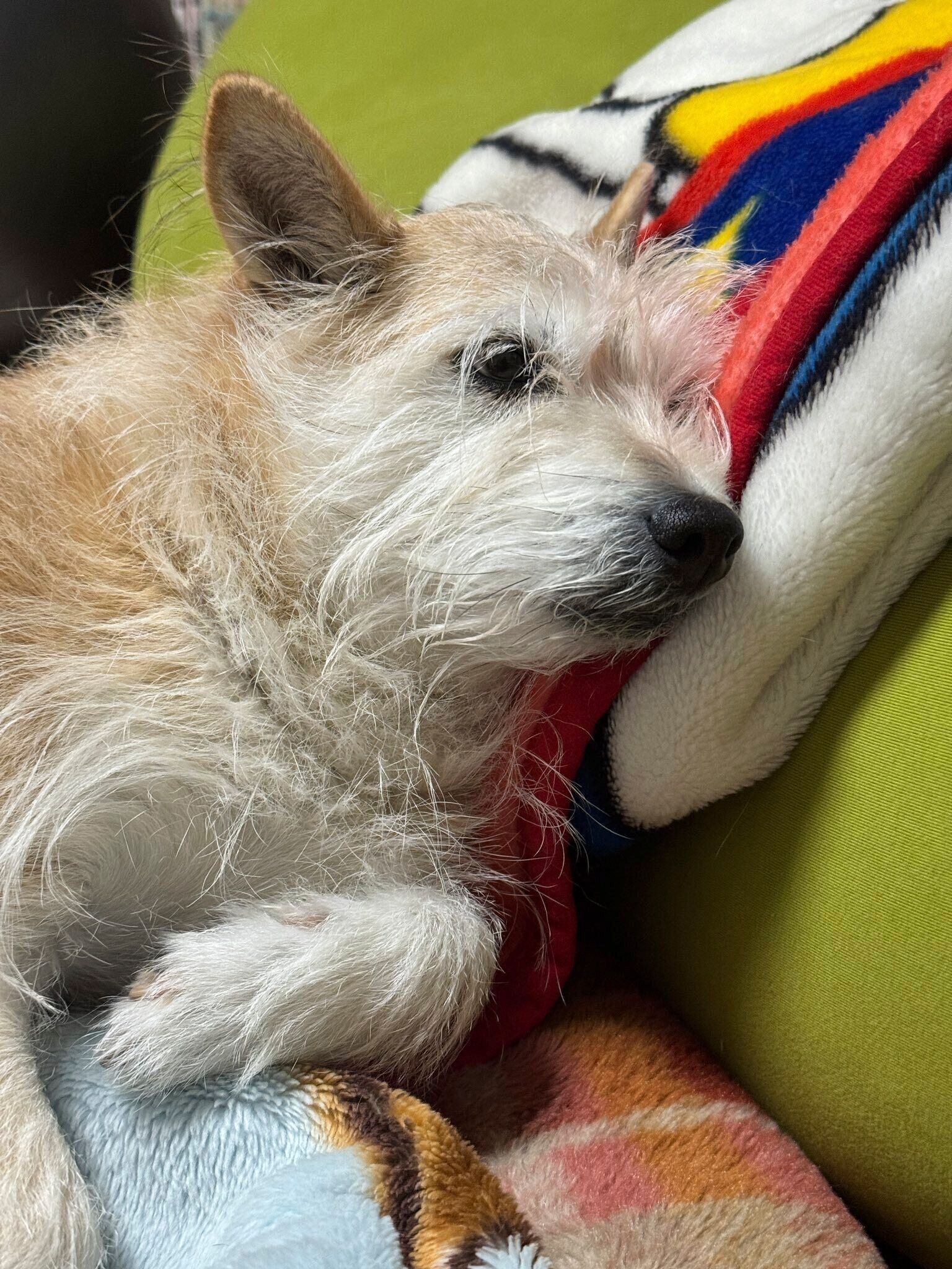 お迎え当初のマロちゃんの様子