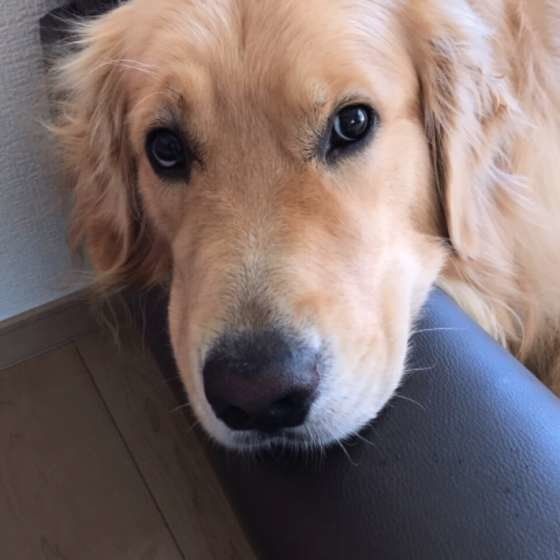 アゴを乗せるゴールデン・レトリーバー