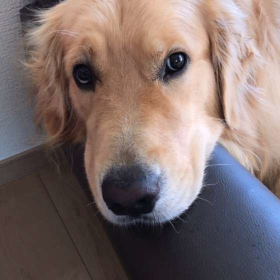 玄関で尋問 愛犬から 浮気チェック を受けた人の割合は いぬのきもちweb Magazine 玄関で尋問 愛犬から 浮気チェック を受けた人の割合は いぬのきもちweb Magazine