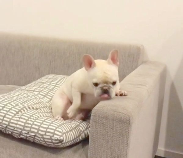 おじさんのようにソファでくつろぐれおんくん