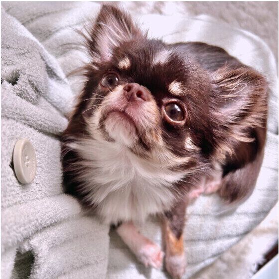 夏に注意すべき犬の4つの皮膚病とは？ 症状と治療法を獣医師に聞いた いぬのきもち