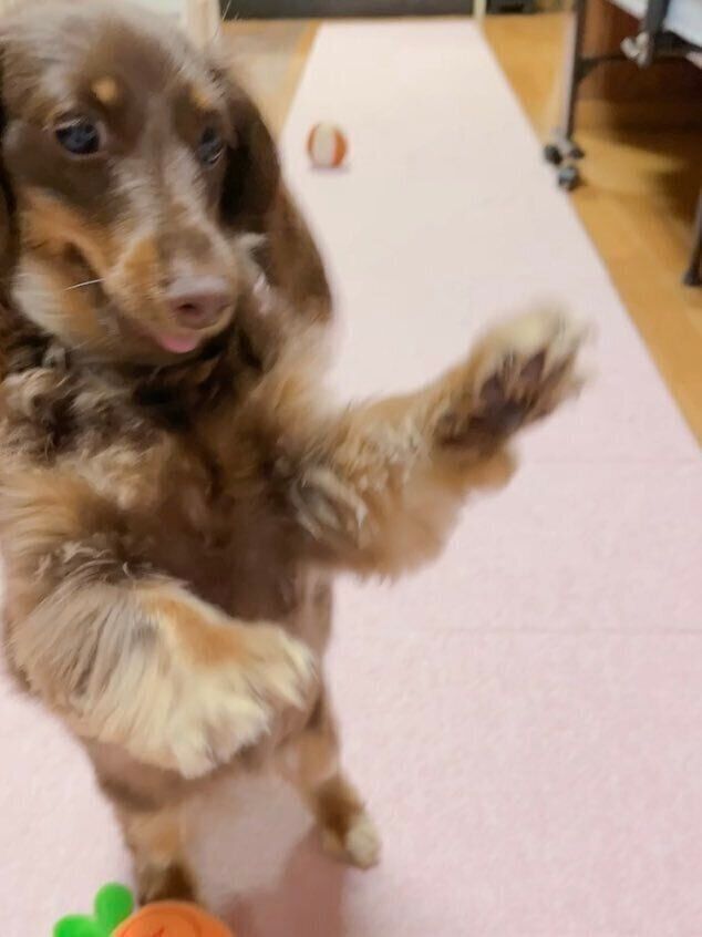 2本足で立ったニーナちゃん