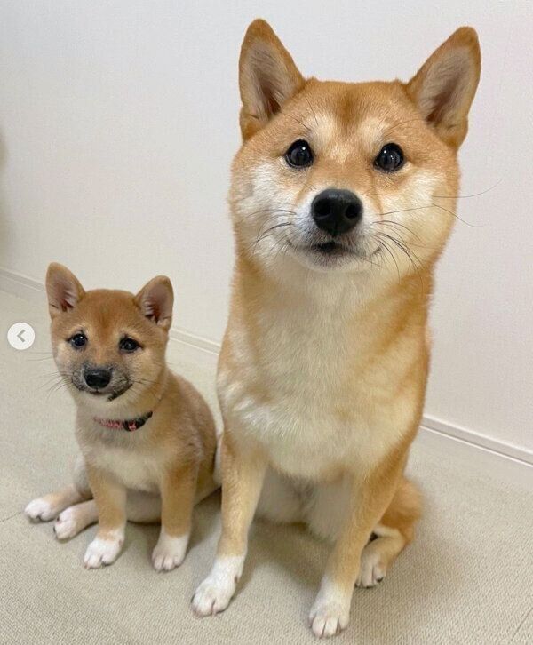 見つめるまるちゃん、はなちゃん