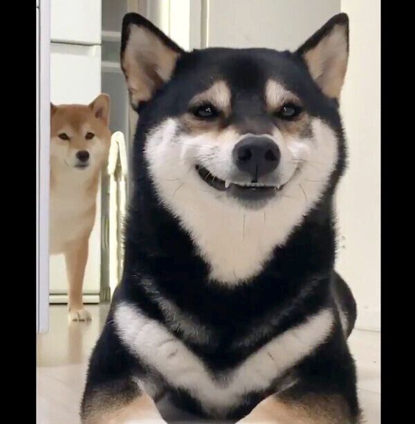 笑うゆずちゃんと、見つめるはなちゃん