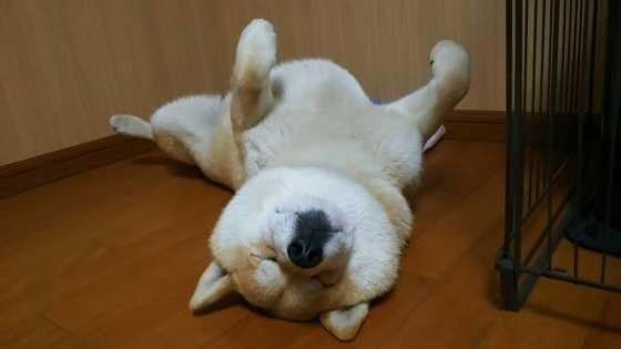 ヘソ天寝相の可愛い柴犬