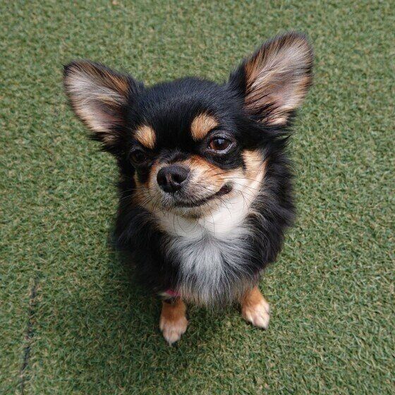 チワワのマメちゃん