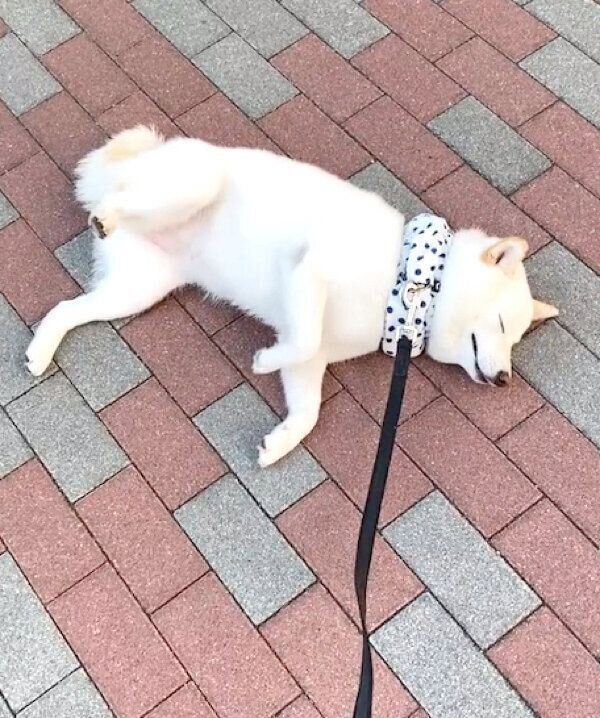お散歩拒否するゆきみちゃん