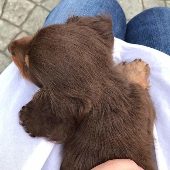 抱っこされるミニチュア・ダックスフンド