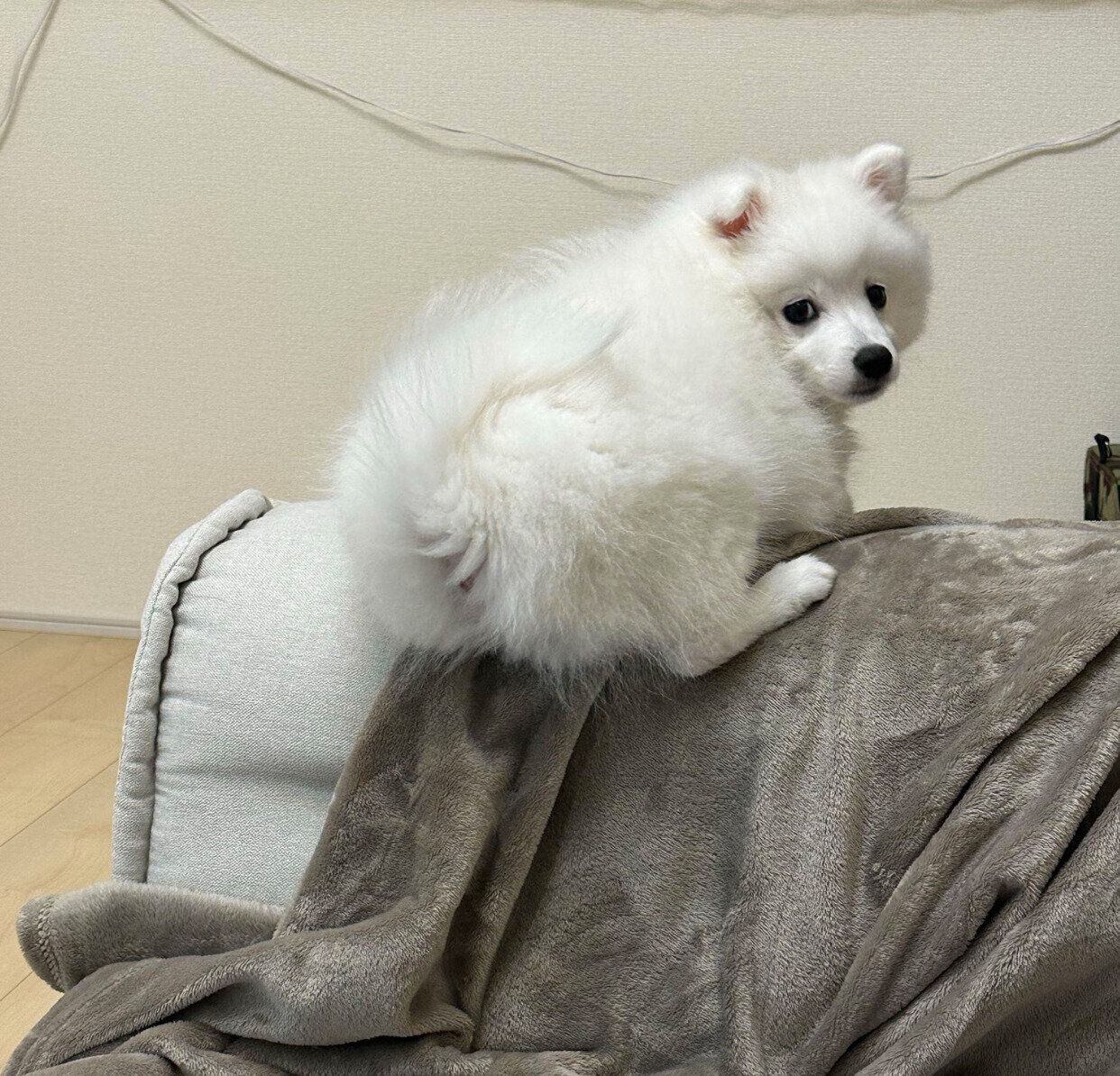 ソファの縁に乗る白兎くん