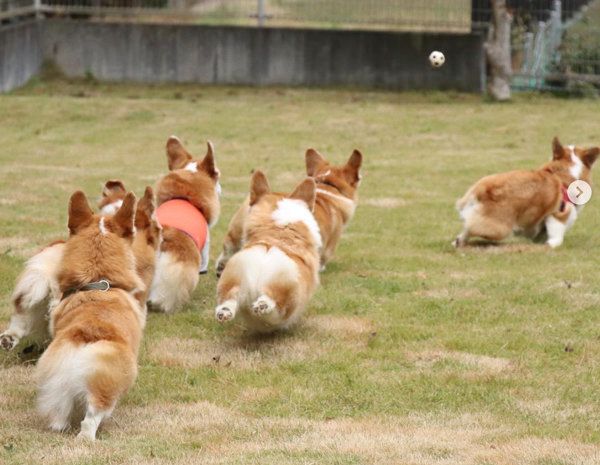たくさん集まるコーギー