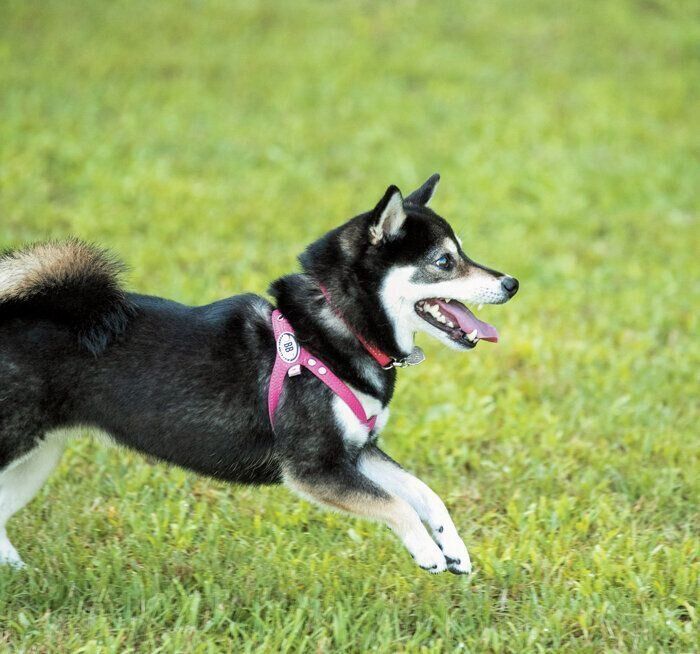 ドッグランで思いきり走る犬