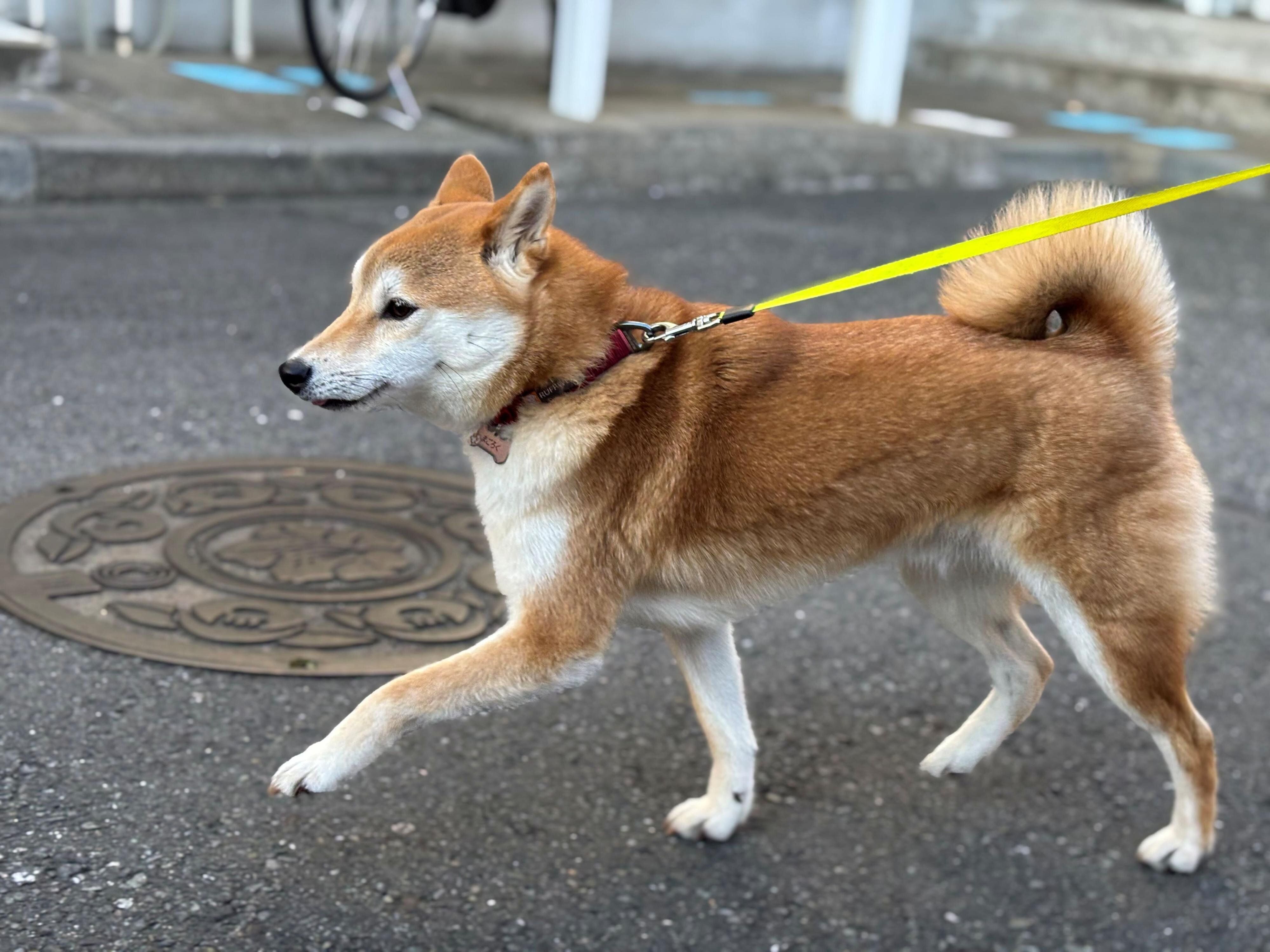 お散歩中の犬