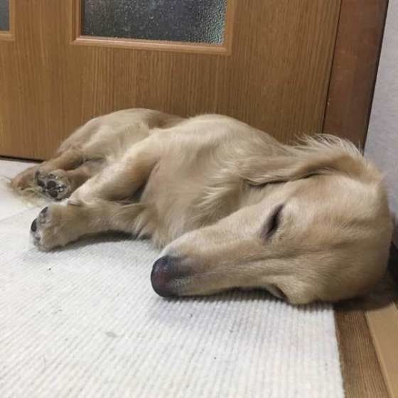 ダックスフンド