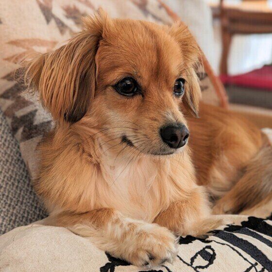 冬に多く見かける犬に危険な3つの植物 犬が中毒を起こさないためにできることは？ いぬのきもち