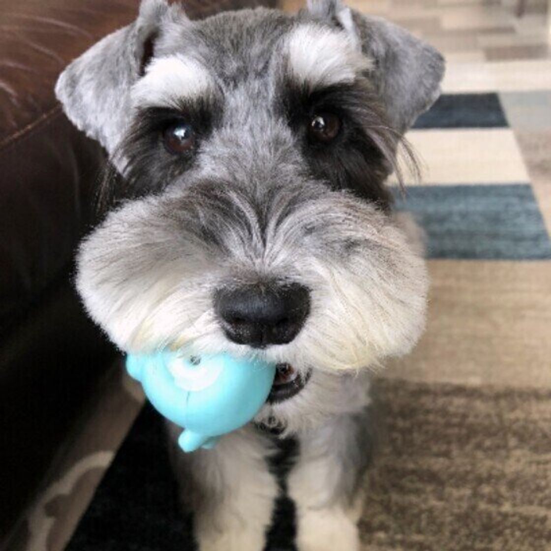 犬が 嫌がる抱っこ の仕方とは 嫌がる抱っこをする人には特徴も いぬのきもちweb Magazine 犬が 嫌がる抱っこ の仕方とは 嫌がる抱っこをする人には特徴も いぬのきもちweb Magazine