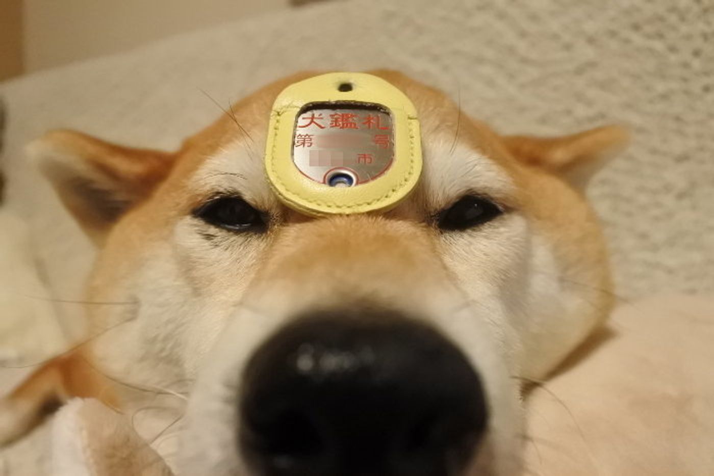 マロたんの鑑札を落としちゃった 落ち込む飼い主の前に救いの神が現れた いぬのきもちweb Magazine マロたんの鑑札を落としちゃった 落ち込む飼い主の前に救いの神が現れた いぬのきもちweb Magazine