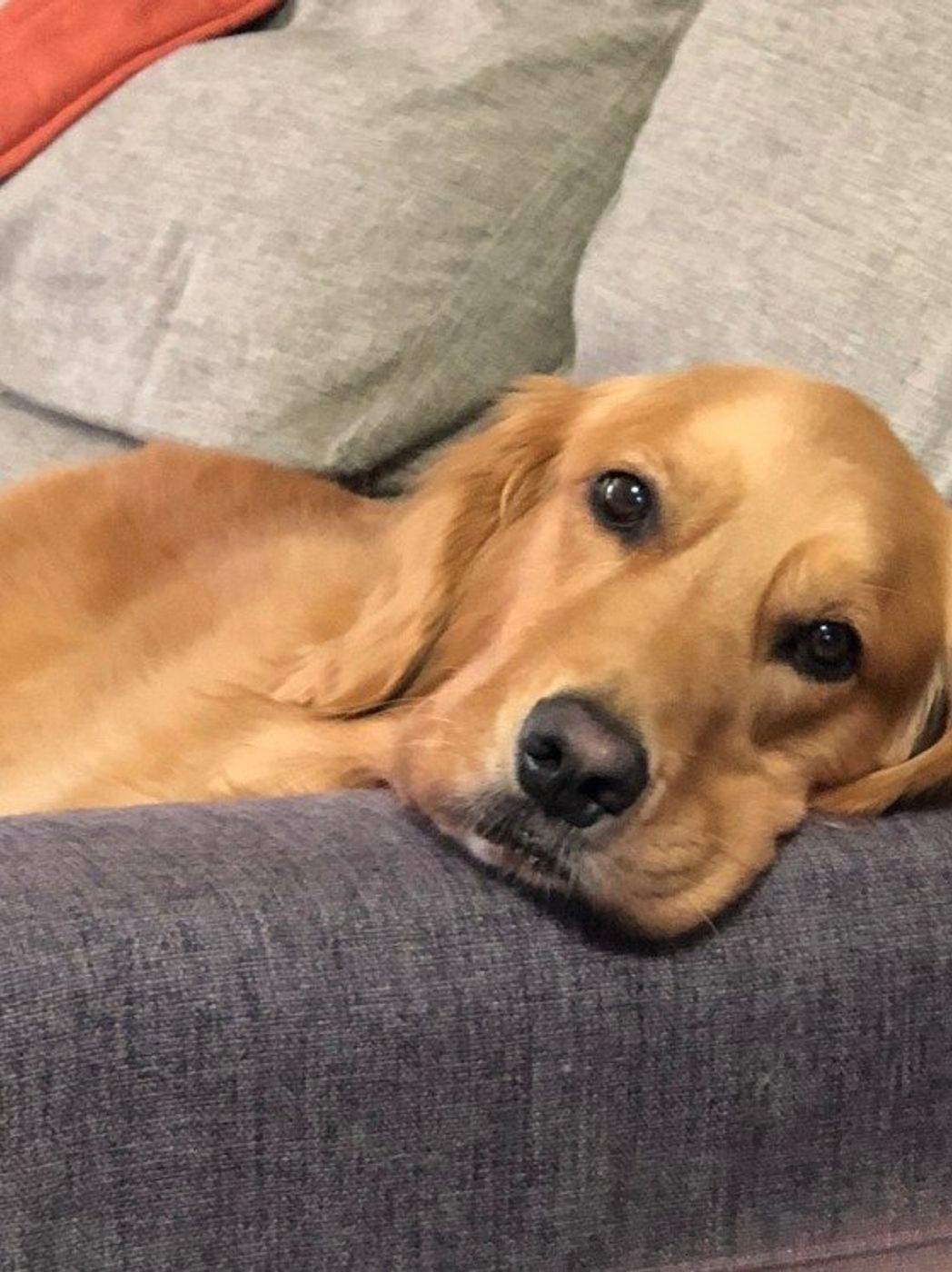 犬の脳腫瘍 原因不明 気づきにくい怖い病気 知っておきたい7つのこと いぬのきもちweb Magazine 犬の脳腫瘍 原因不明 気づきにくい怖い病気 知っておきたい7つのこと いぬのきもちweb Magazine