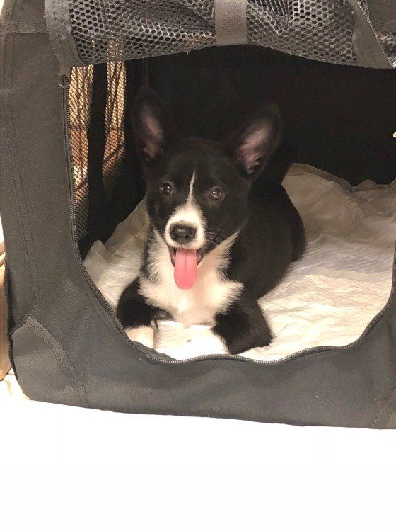 クレートに入るMIX犬