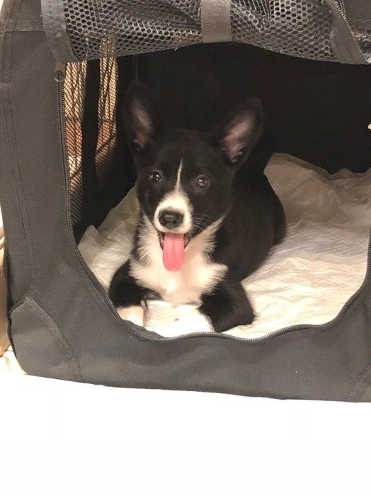 クレートに入るMIX犬