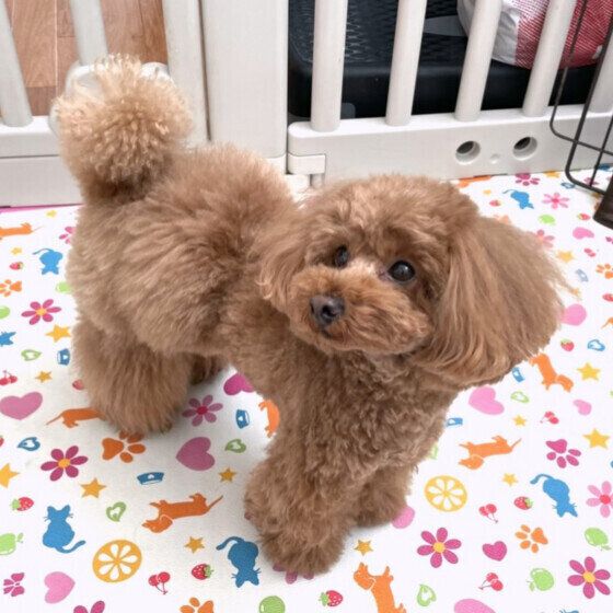 トイ・プードルのモカちゃん