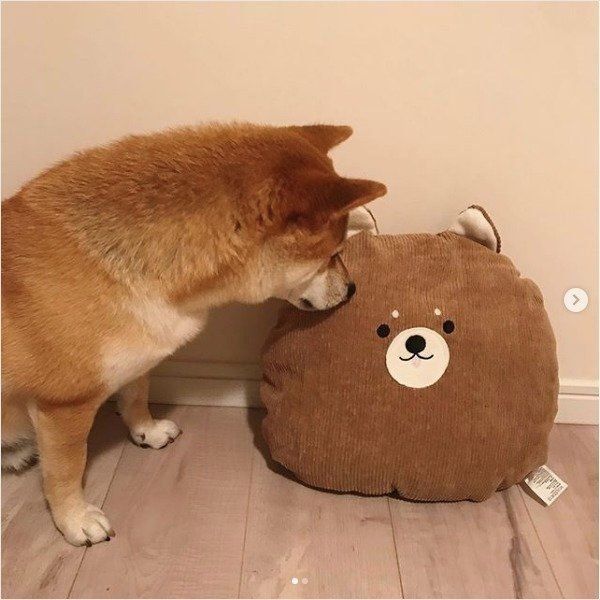 ワンコクッション