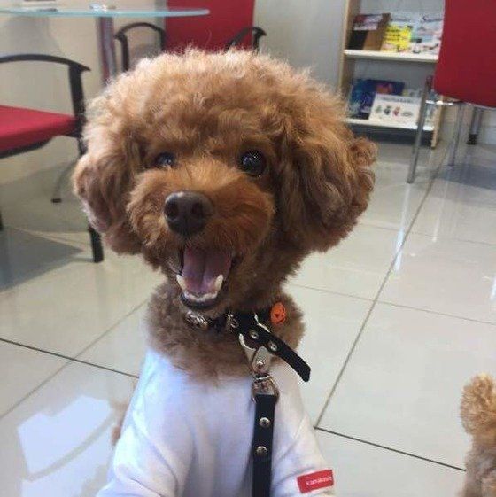 嬉しそうなトイ・プードル