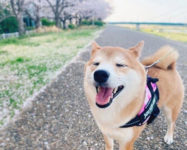 お散歩を楽しむぽたちゃん