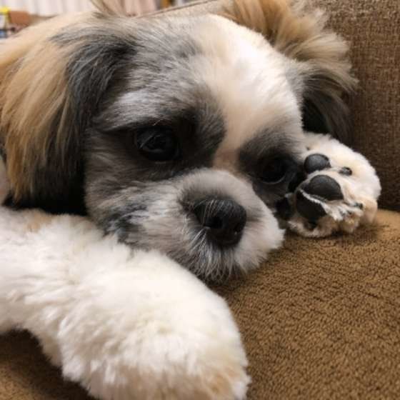 犬も 尿漏れ するって知ってた 加齢や手術で起こることも いぬのきもちweb Magazine