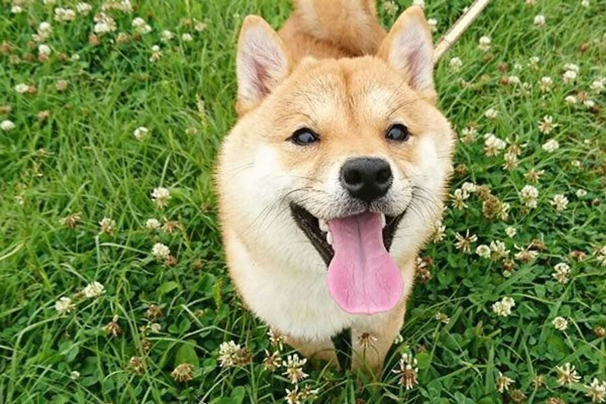 トラウマが原因 愛犬が散歩中に座り込むようになったワケ 専門家が解説 いぬのきもちweb Magazine トラウマが原因 愛犬が散歩中に座り込むようになったワケ 専門家が解説 いぬのきもちweb Magazine