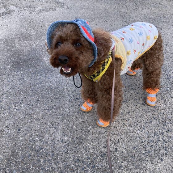 トイ・プードルのめろちちゃん