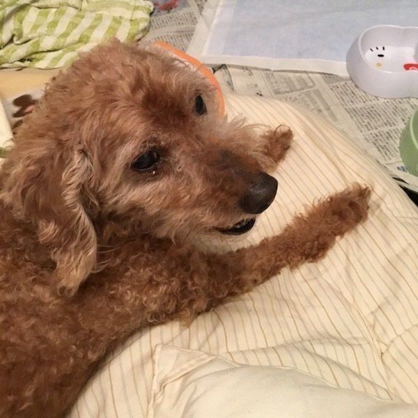 ワンコと飼い主さんのエピソード