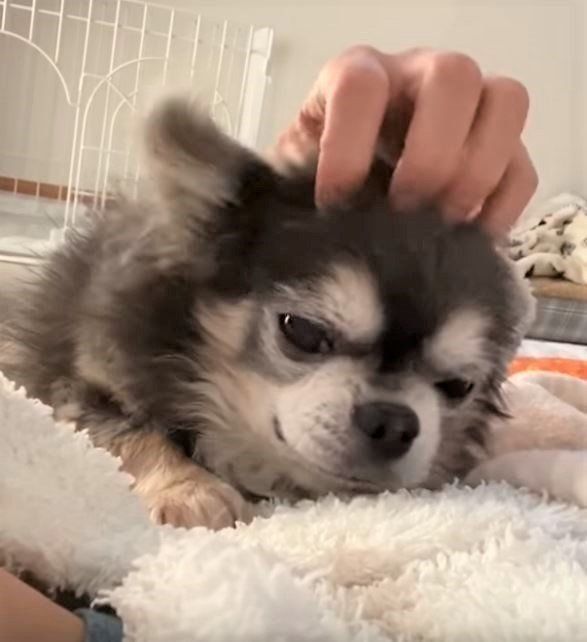 マッサージされるチワワ