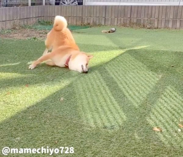 芝生に体をこすりつける豆千代くん