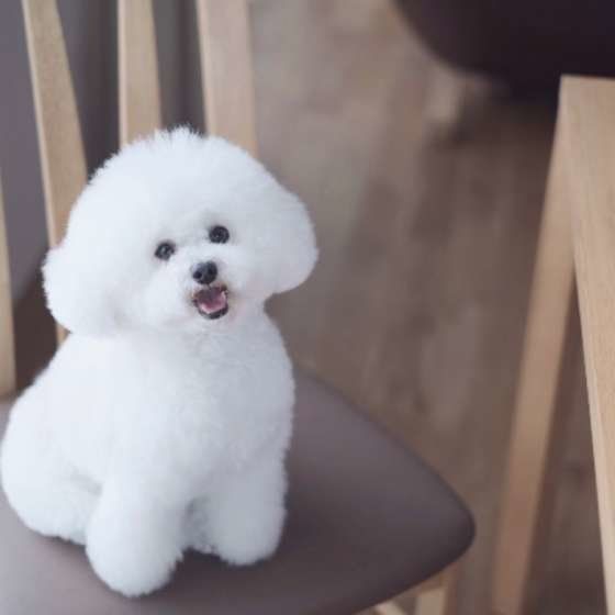 椅子と白トイプードル