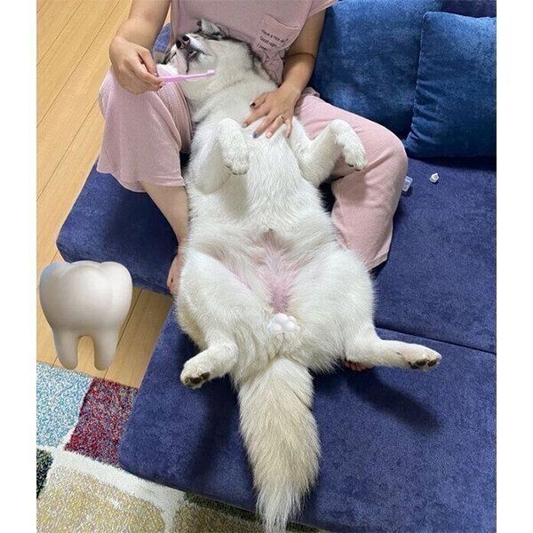 歯磨き中に寝てしまうノンノちゃん