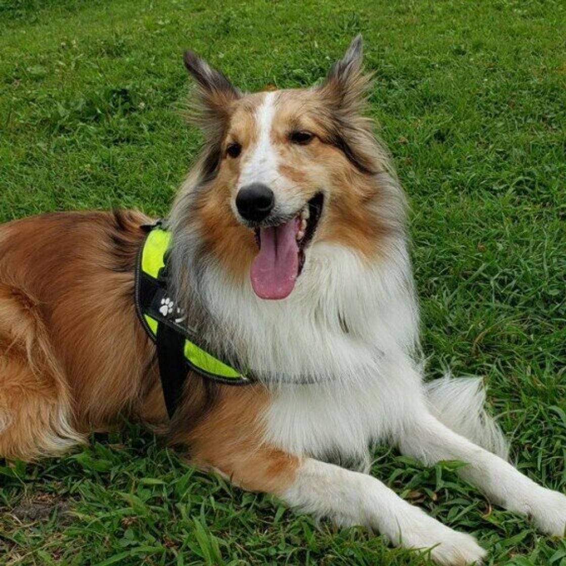 犬のリンパ腫とは 症状や治療について いぬのきもちweb Magazine 犬のリンパ腫とは 症状や治療について いぬのきもちweb Magazine