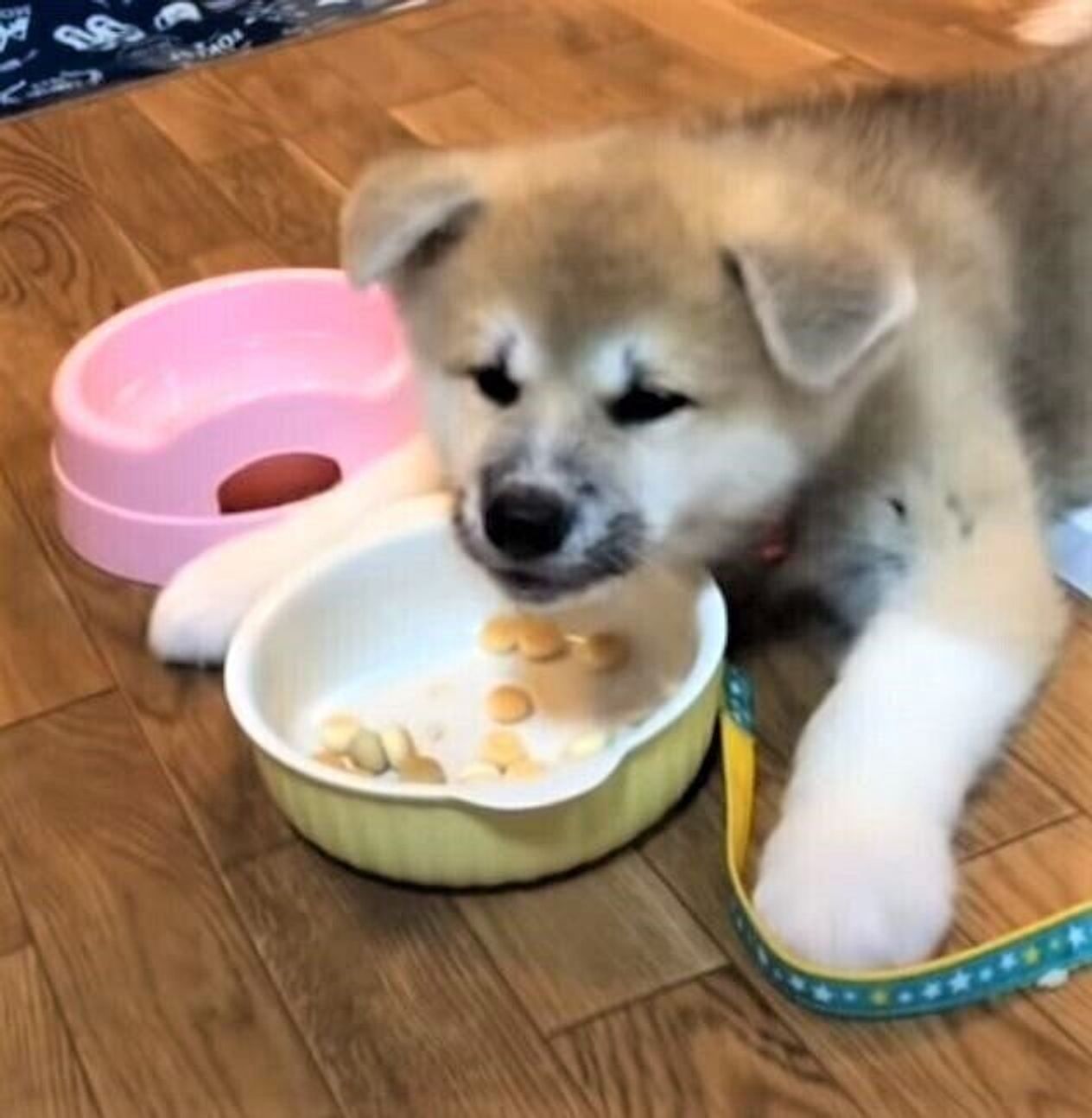 秋田犬の子犬 気持ちいいぐらいの食べっぷり 食べたら寝る に先輩犬たちもタジタジ いぬのきもちweb Magazine 秋田犬の子犬 気持ちいいぐらいの食べっぷり 食べたら寝る に先輩犬たちもタジタジ いぬのきもちweb Magazine