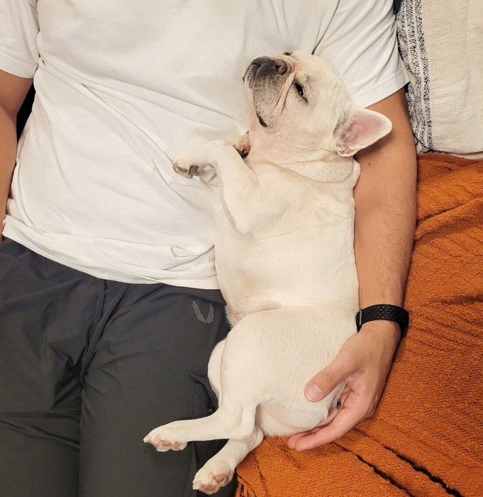 パパさんにくっつくやまわきちゃん