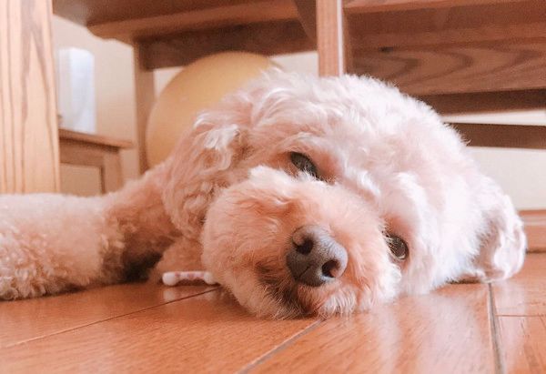 パパさんを出待ちするトイ・プードル