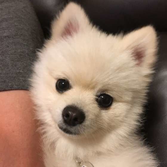 獣医師監修 小型犬人気ランキング 飼いやすさ 飼い方のポイントも解説 いぬのきもちweb Magazine