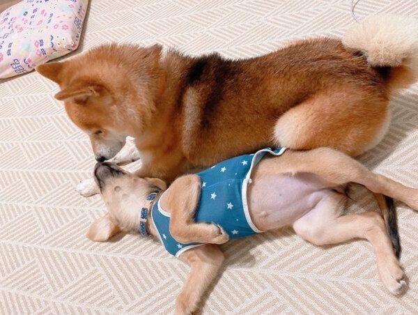 鼻をくっつけ合うあんずちゃんとこてつくん