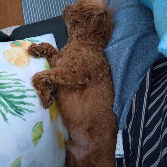 狭い場所に挟まるトイ・プードル