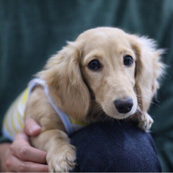 ミニチュア・ダックスフンドのモコちゃん