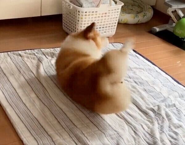 くつろいだ瞬間にオナラが出てしまったベルちゃん