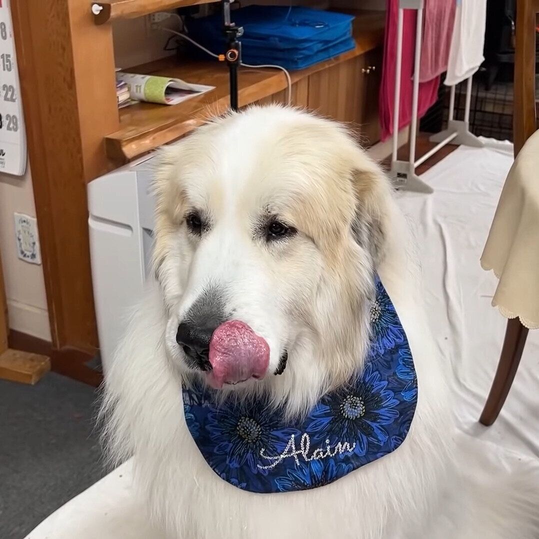 おやつを食べたアラン君