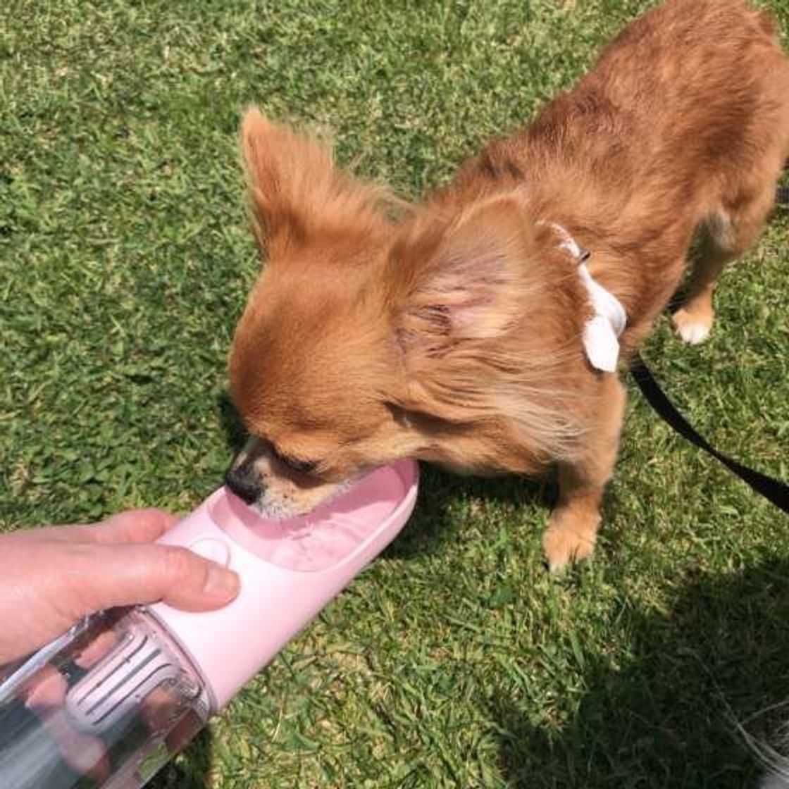 量や頻度 置く場所は 犬の飲み水 の正解をおさらい いぬのきもちweb Magazine 量や頻度 置く場所は 犬の飲み水 の正解をおさらい いぬのきもちweb Magazine